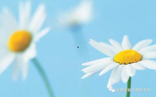 雏菊新皮肤爆料视频在线观看,花漾绽放，浪漫来袭！  第3张